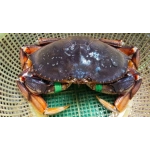 Cua Bắc Mỹ