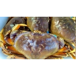 Cua Dungeness