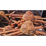 Cua tuyết
