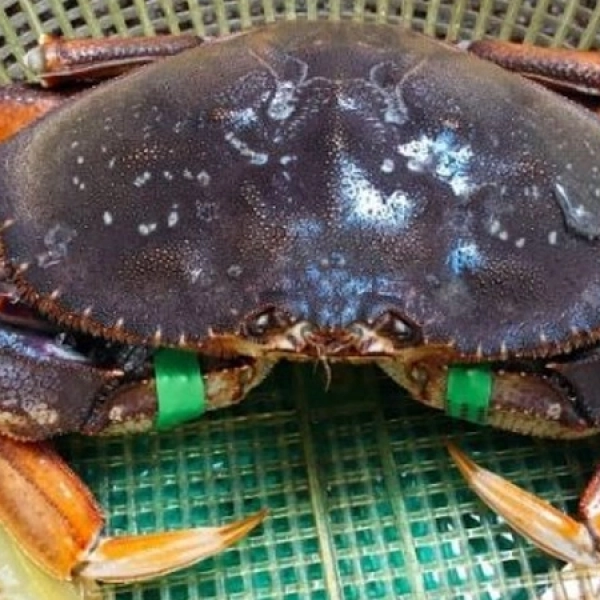 Cua Bắc Mỹ
