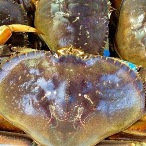 Cua Dungeness