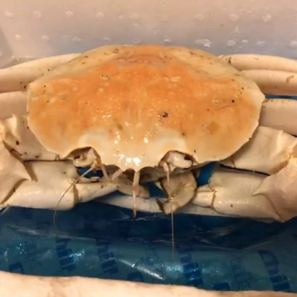 Cua Pha Lê Úc