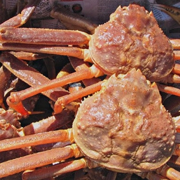 Cua tuyết